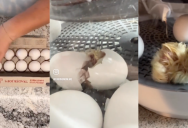 A Customer Hatched Birds From Eggs… He Bought at Trader Joe’s!?!
