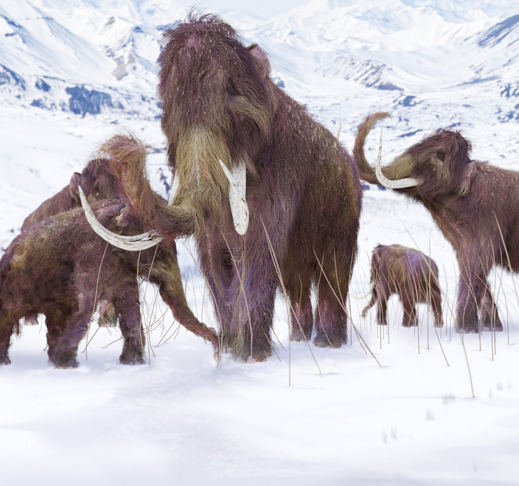 iStock 529747969 These Gene Hackers Made A Meatball Out Of Resurrected Mammoth