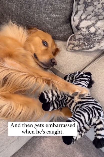 Dog 4 Gets embarrassed when hes caught. Man Catches His Dog Having A Special Moment With His Favorite Toy