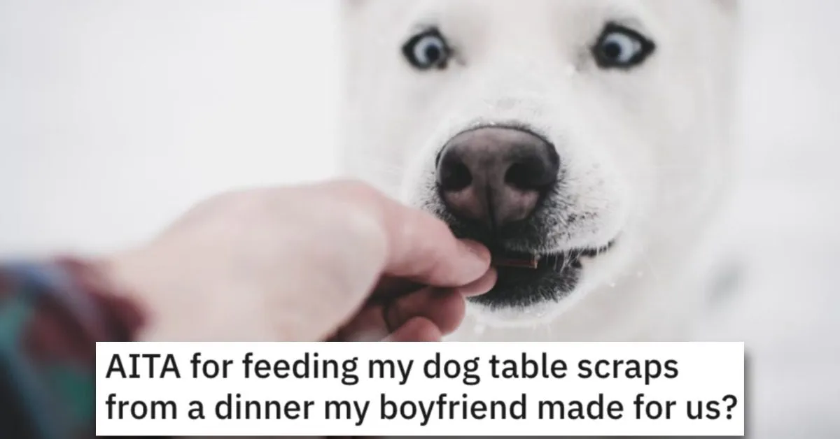 Feed Dog Scraps Dinner AITA Her Boyfriend Cooked Her Dinner And She Shared Some Of It With Her Dog. Was She Wrong?