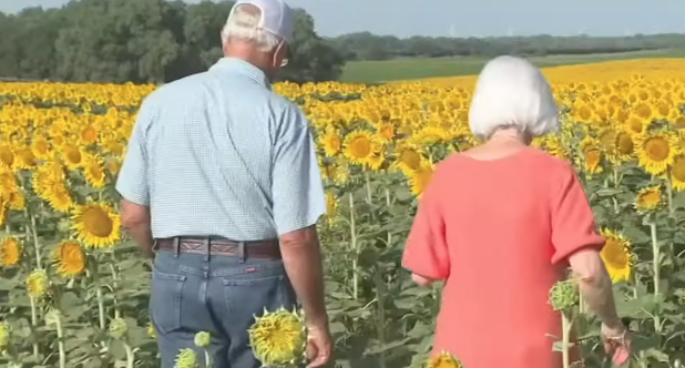 Screen Shot 2023 08 09 at 7.10.48 PM A Kansas Man Planted More Than One Million Sunflowers to Surprise His Wife of 50 Years