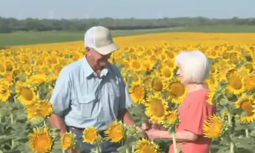 Screen Shot 2023 08 09 at 7.11.00 PM A Kansas Man Planted More Than One Million Sunflowers to Surprise His Wife of 50 Years