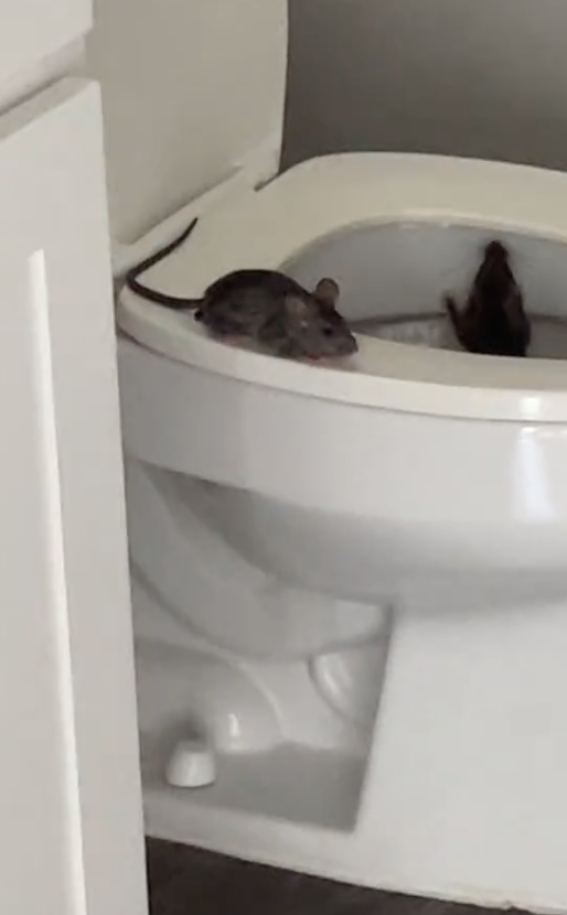Screen Shot 2023 08 10 at 9.05.16 AM I’m literally shaking right now. A Woman Moves Into Her Brand New Apartment And Immediately Finds Two Rats Crawling Out Of Her Toilet