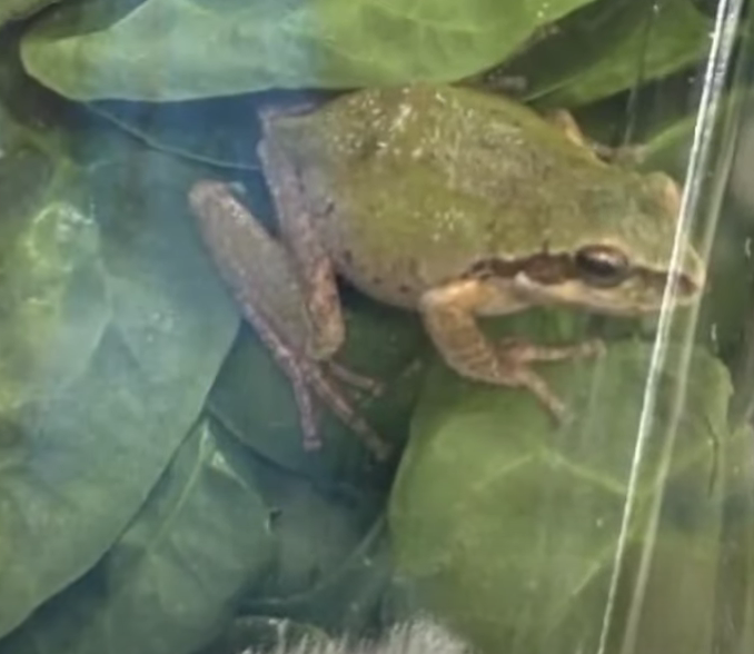 Screen Shot 2023 08 29 at 9.55.31 AM My daughter was screaming, she was like ‘Oh my God! A Live Frog Was Found In An Unopened Bag of Organic Spinach