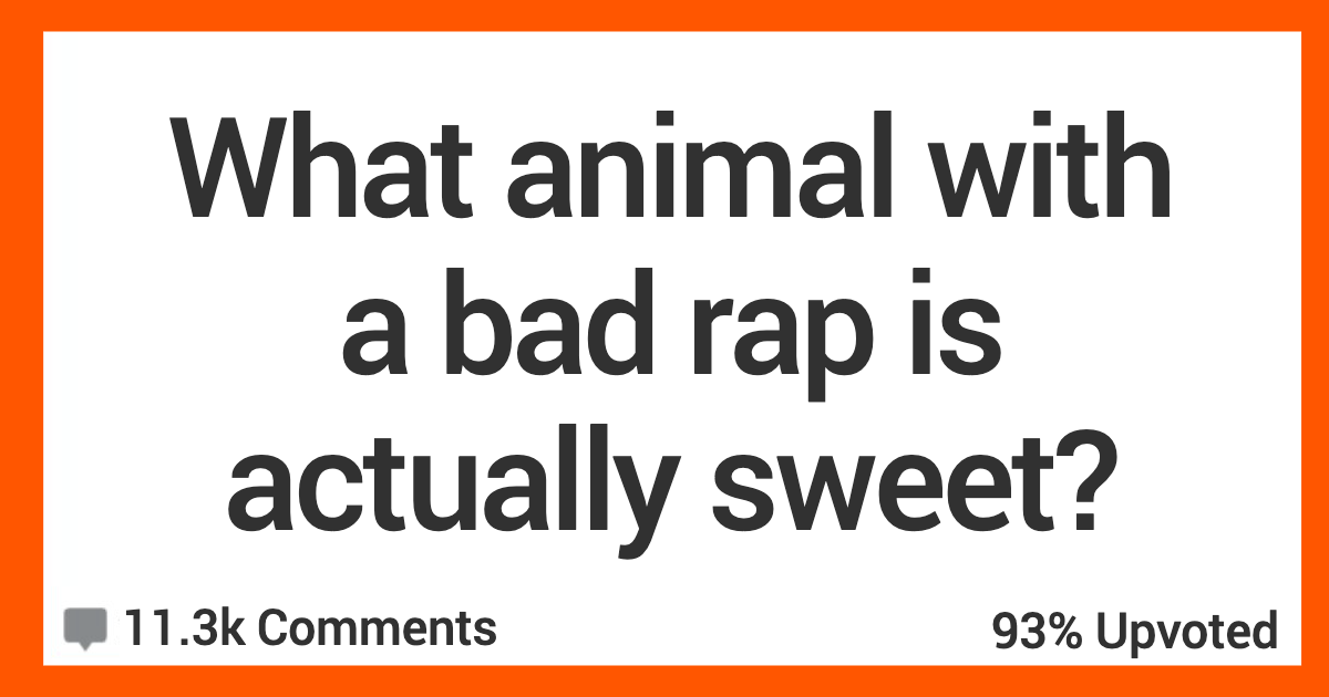 SweetAnimalBadRap These Animals Might Have Bad Reps, But People Share The Reasons Why Theyre Actually Pretty Sweet