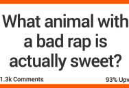 These Animals Might Have Bad Reps, But People Share The Reasons Why They’re Actually Pretty Sweet