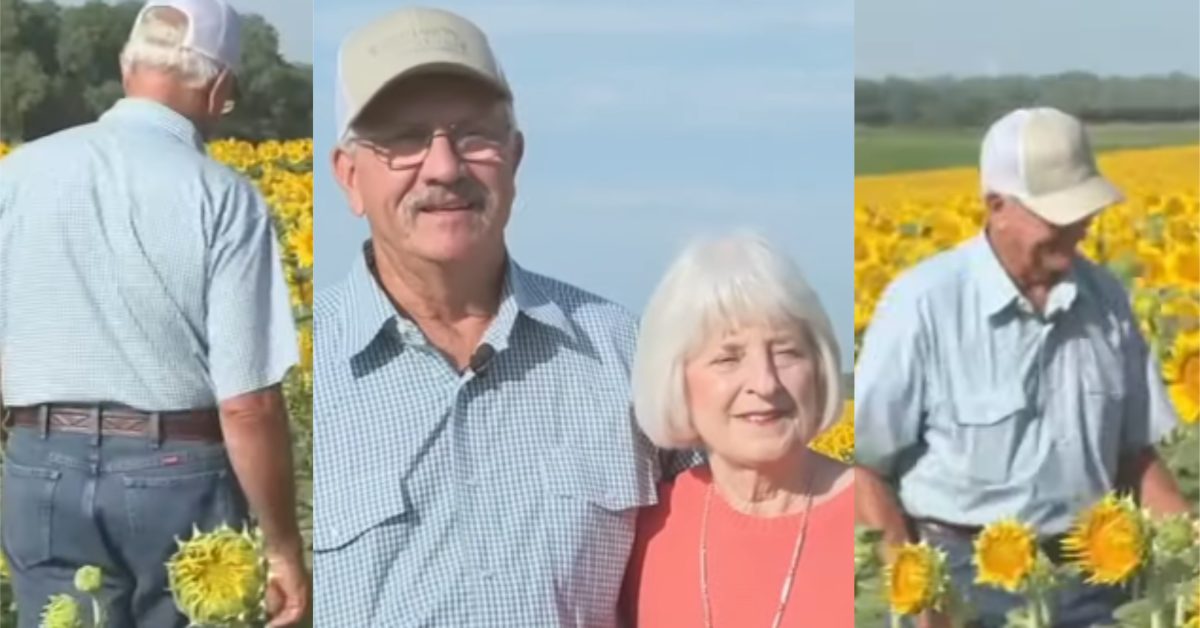 TSKansasSunflowers A Kansas Man Planted More Than One Million Sunflowers to Surprise His Wife of 50 Years