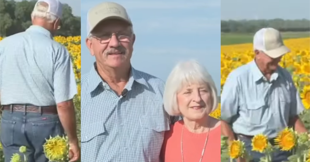 A Kansas Man Planted More Than One Million Sunflowers to Surprise His Wife of 50 Years