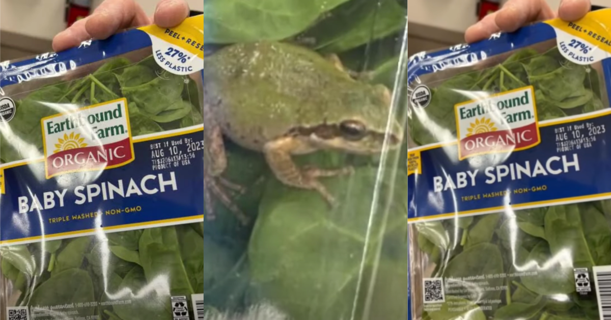 TikTokSpinachFrog My daughter was screaming, she was like ‘Oh my God! A Live Frog Was Found In An Unopened Bag of Organic Spinach