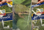 ‘My daughter was screaming, she was like ‘Oh my God!’ A Live Frog Was Found In An Unopened Bag of Organic Spinach