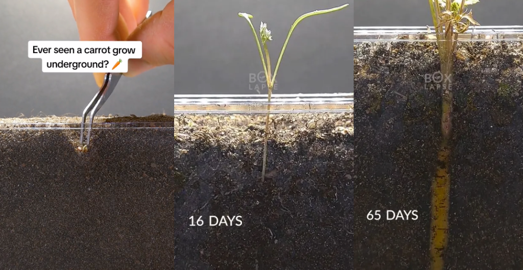 This Video Shows A Carrot Growing Over 100 Days