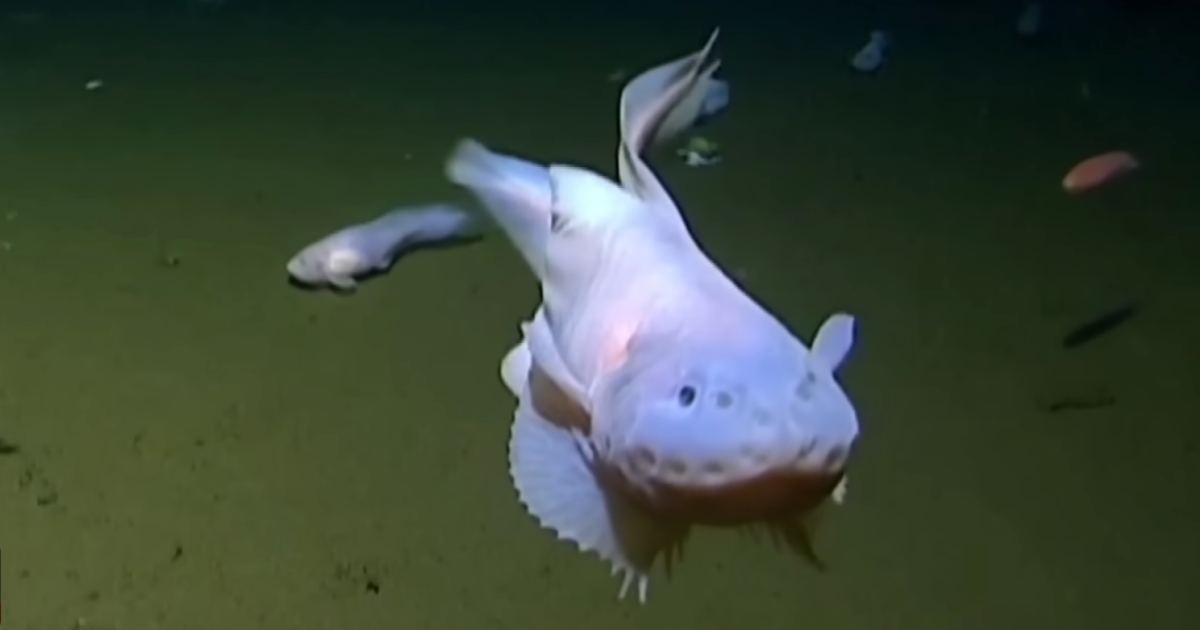 Snailfish: how we found a new species in one of the ocean's deepest places