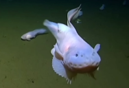 Scientists Have Recorded The Deepest Dwelling Fish Ever On Camera 27,000+ Feet Below The Surface
