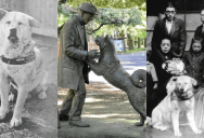 The True Story of Hachiko, History’s Most Loyal Dog And How Japan Honored Him