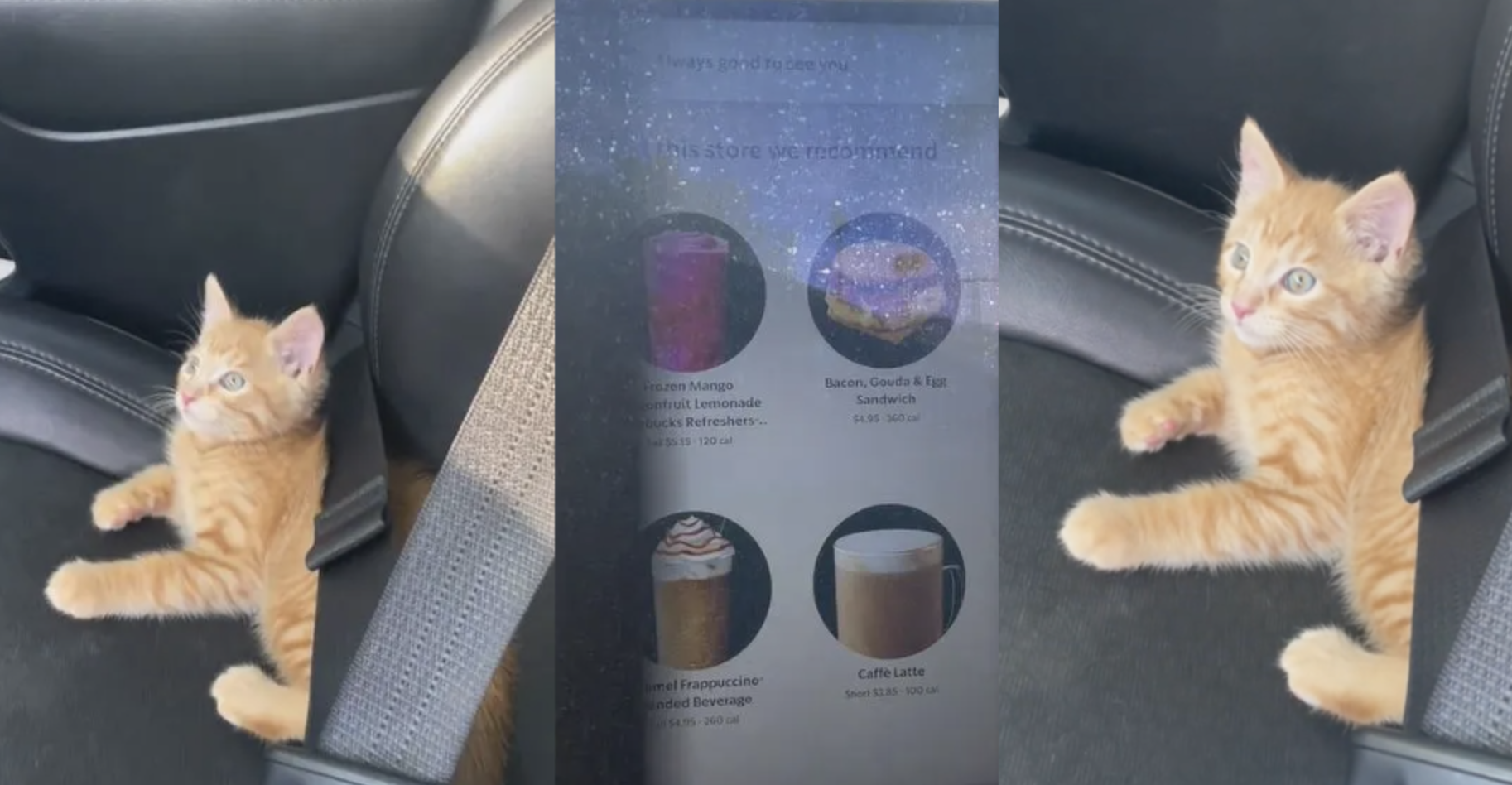 Kitty Drinks Milk Drive Thru Woman Brings Her Kitten To The Drive Thru For A Some Milk, But Commenters Worry Itll Upset Its Stomach