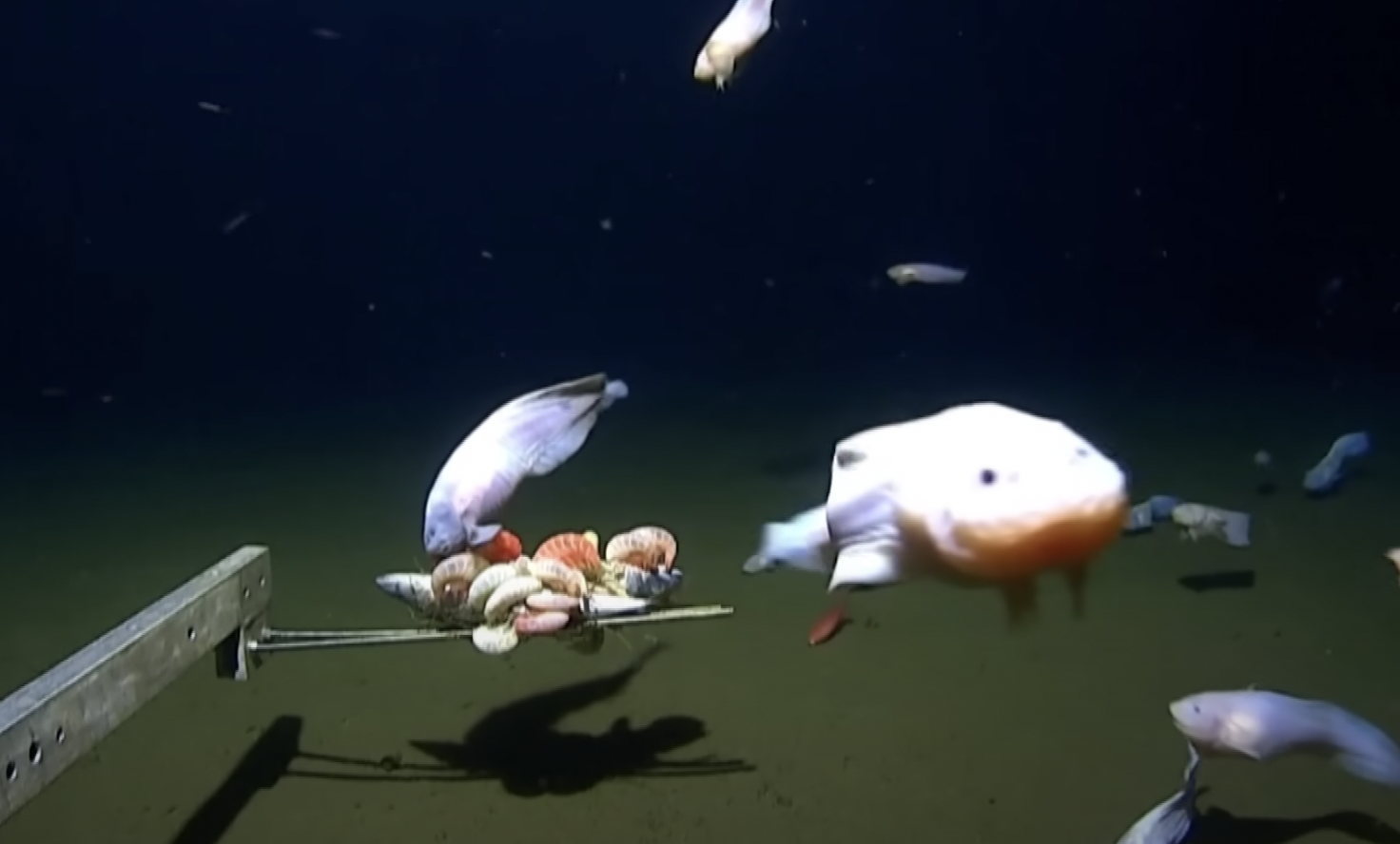 Scientists Have Recorded The Deepest Dwelling Fish Ever On Camera ...