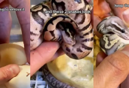 ‘They are the sweetest snakes you’ll ever come across.’ Snake Handler Shows The Delicate Process Of Hatching An Egg Clutch Of Adorable Pythons