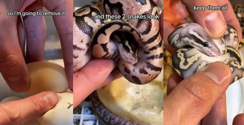 'They are the sweetest snakes you'll ever come across.' Snake Handler Shows The Delicate Process Of Hatching An Egg Clutch Of Adorable Pythons