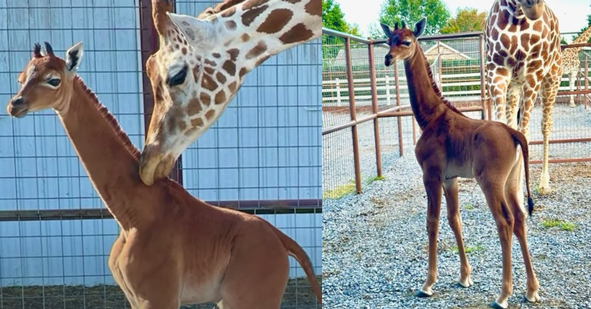 TIkTOkGiraffeSpots The Only Giraffe In Existence With No Spots Was Just Born At A Zoo In Tennessee