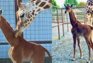 The Only Giraffe In Existence With No Spots Was Just Born At A Zoo In Tennessee
