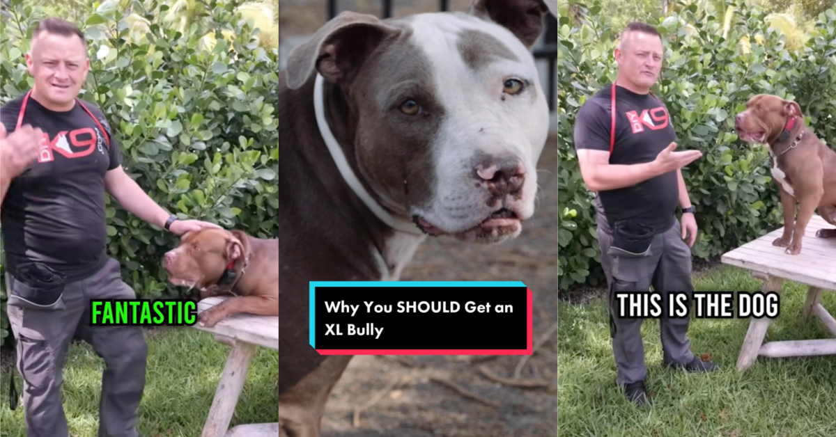 What makes American Bully XL dogs 'dangerous'? Details here - The Week