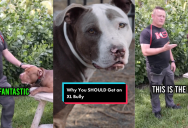 ‘Despite their ferocious looks they’re loving.’ A Man Talked About The Top Three Reasons To Get An American Bully XL Dog
