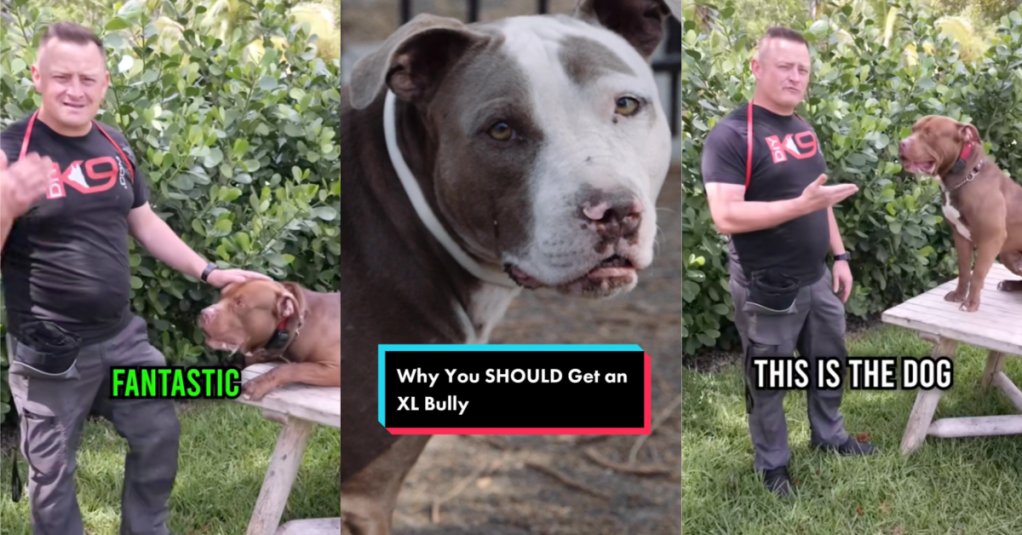 'Despite their ferocious looks they're loving.' A Man Talked About The Top Three Reasons To Get An American Bully XL Dog
