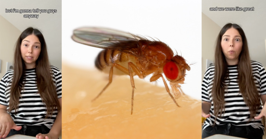 'The bigger problem is the eggs that they lay.' A Woman Shared A Hot Hack For Getting Rid Of Fruit Flies For Good