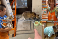 Meet Leo The Cat Who Lives In A Home Depot Store In New Jersey
