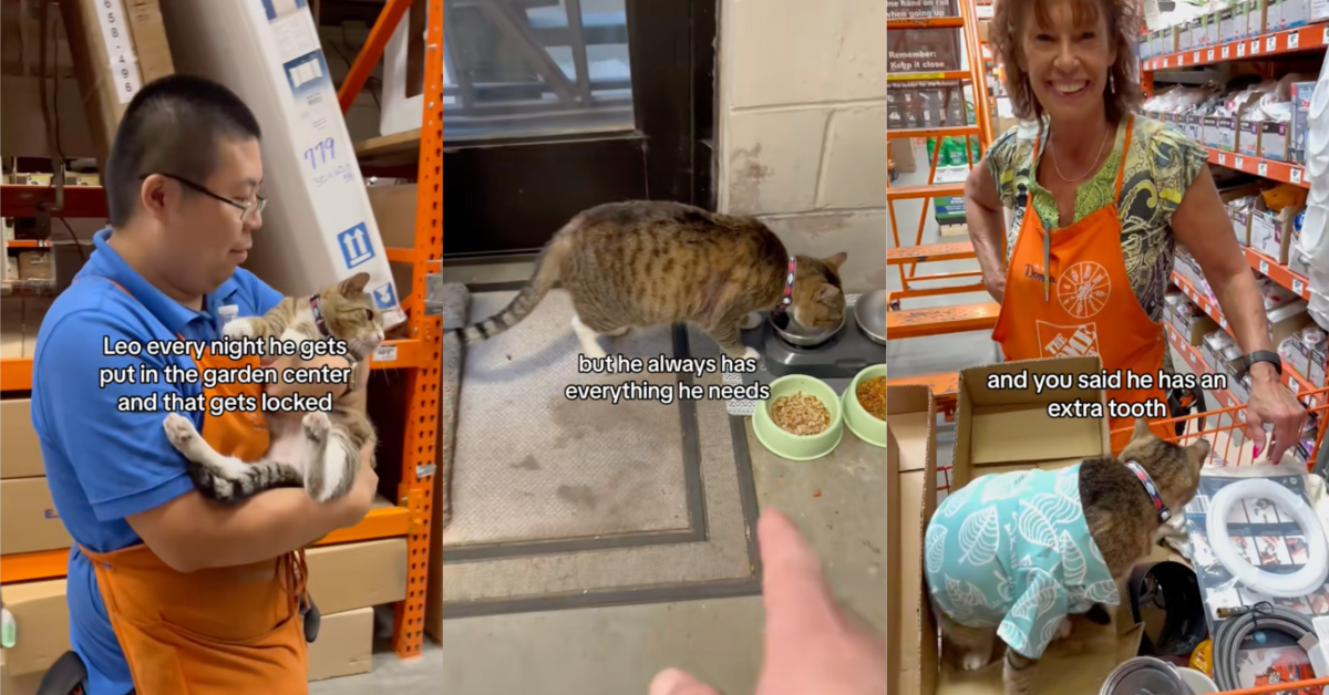 Meet Leo The Cat Who Lives In A Home Depot Store In New Jersey