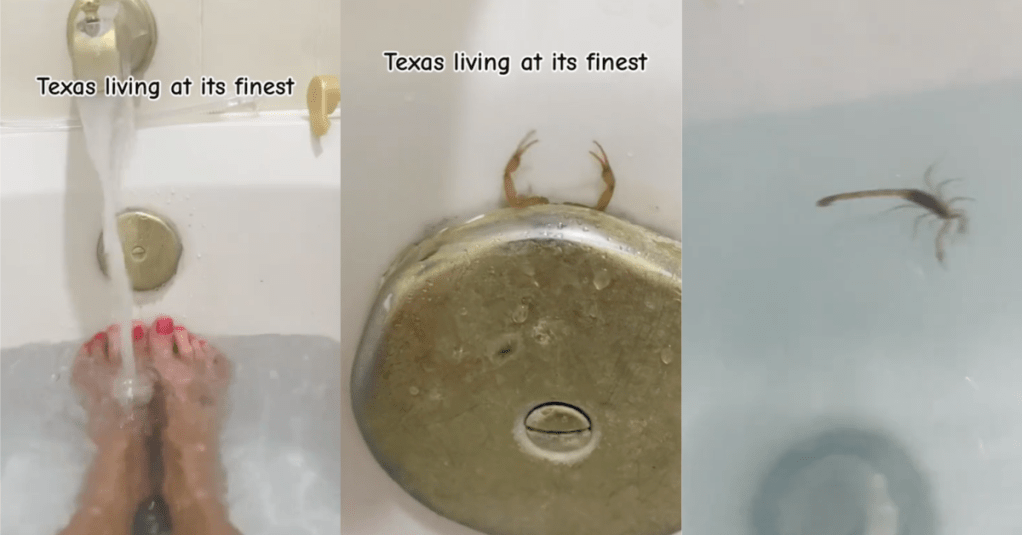 'Texas living at its finest.' A Woman Is Having A Bath, And Then A Scorpion Comes Up Through Her Drain