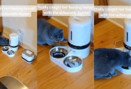 ‘How did she know how to do that?’ A Cat Figured Out How To Take Advantage Of Its Automatic Feeder And People Love It