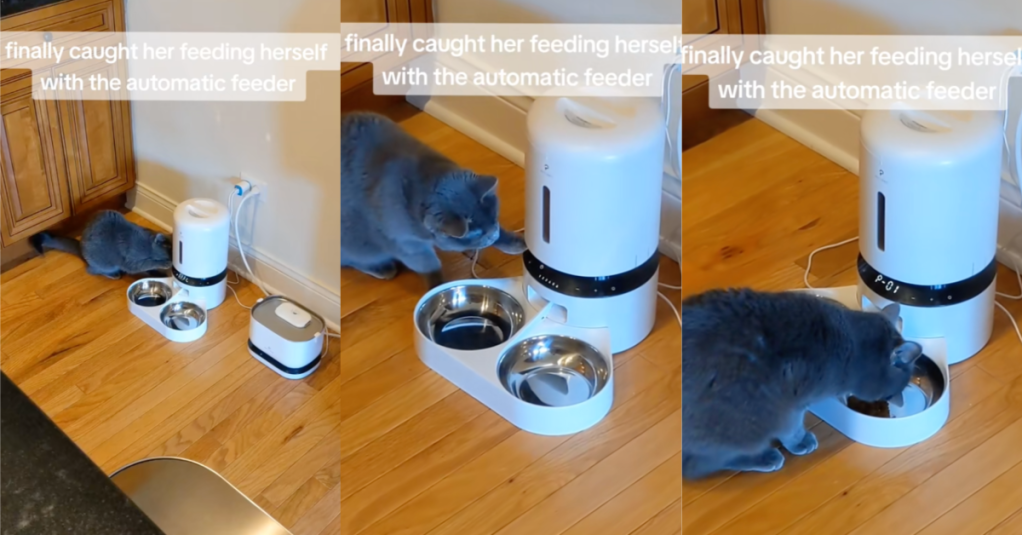 'How did she know how to do that?' A Cat Figured Out How To Take Advantage Of Its Automatic Feeder And People Love It