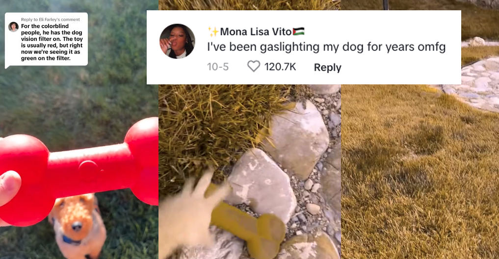 Dog Owner Shows How Dogs Can't See Red Toys In Grass Because They View Colors Differently From Humans