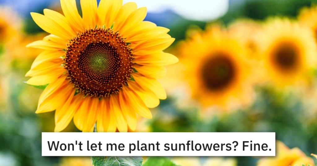 'So yes to corn, no to sunflowers?' Attorney Helps Man Fight HOA And Keep His Sunflowers After Finding A Contract Loophole