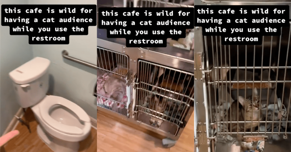 'Omg, those poor babies.' A Customer Found Out That A Cafe Keeps Cats In Cages In Its Bathroom