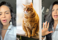 ‘Dogs are pretty easy to train. But cats are a whole other story.’ A Dating Expert Said Someone’s Answer To How They Feel About Cats Can Reveal A Big Red Flag