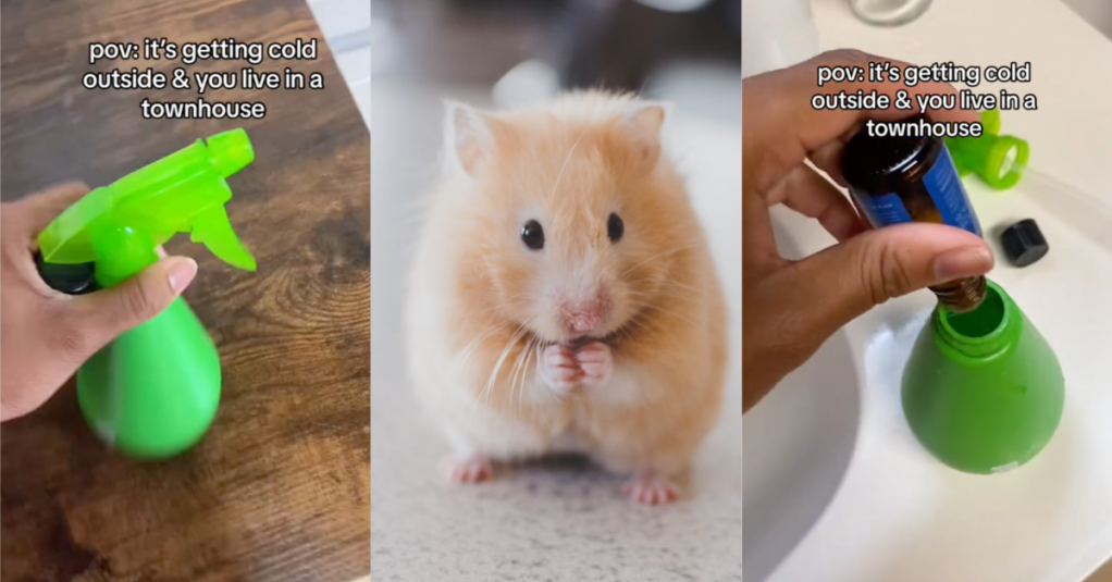 'Saw one last night and went to war!' A Woman Shared A Humane Hack For How To Get Rid of Mice In Your Home