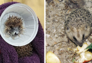 How Hedgehogs Influenced The Design Of The McDonald’s Frustrating McFlurry