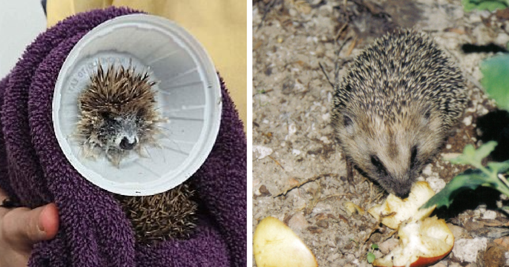 How Hedgehogs Influenced The Design Of The McDonald's Frustrating McFlurry