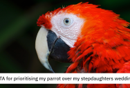 She Chose Caring For Her Parrot Over Helping With Her Stepdaughter’s Wedding. Was She Wrong?