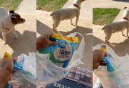 ‘I need to borrow your dog.’ Their Pooch Stole Frozen Fish From A Stranger’s Porch And Everybody’s Laughing