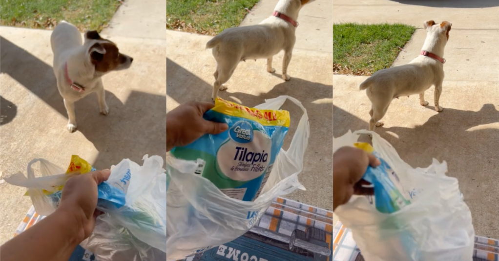 'I need to borrow your dog.' Their Pooch Stole Frozen Fish From A Stranger’s Porch And Everybody's Laughing