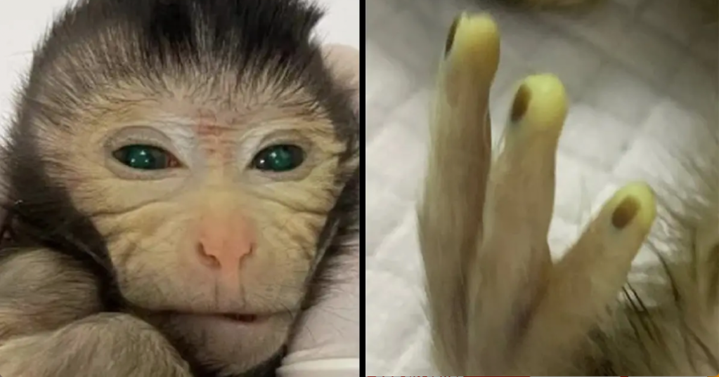 Scientist Created A Glowing Monkey That Could Help Us Understand Neurodegenerative Diseases