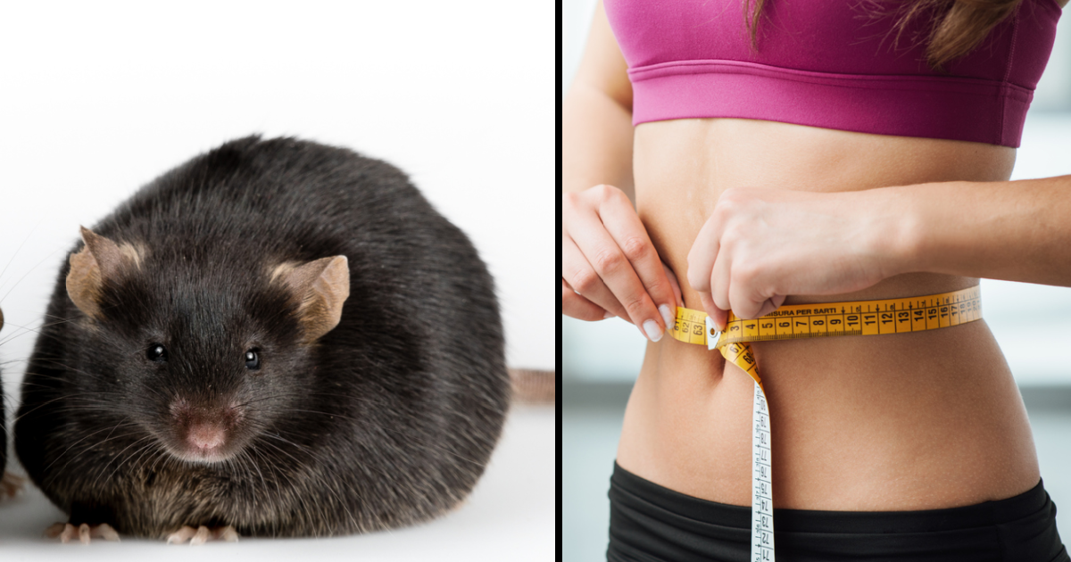 Scientists Have Found A Drug That Mimics Exercise In Mice