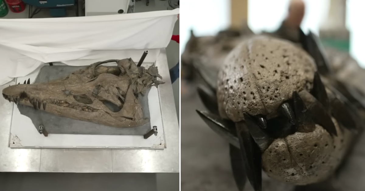 Skull Of An Ancient Sea Monster Has Been Discovered In The Cliffs O