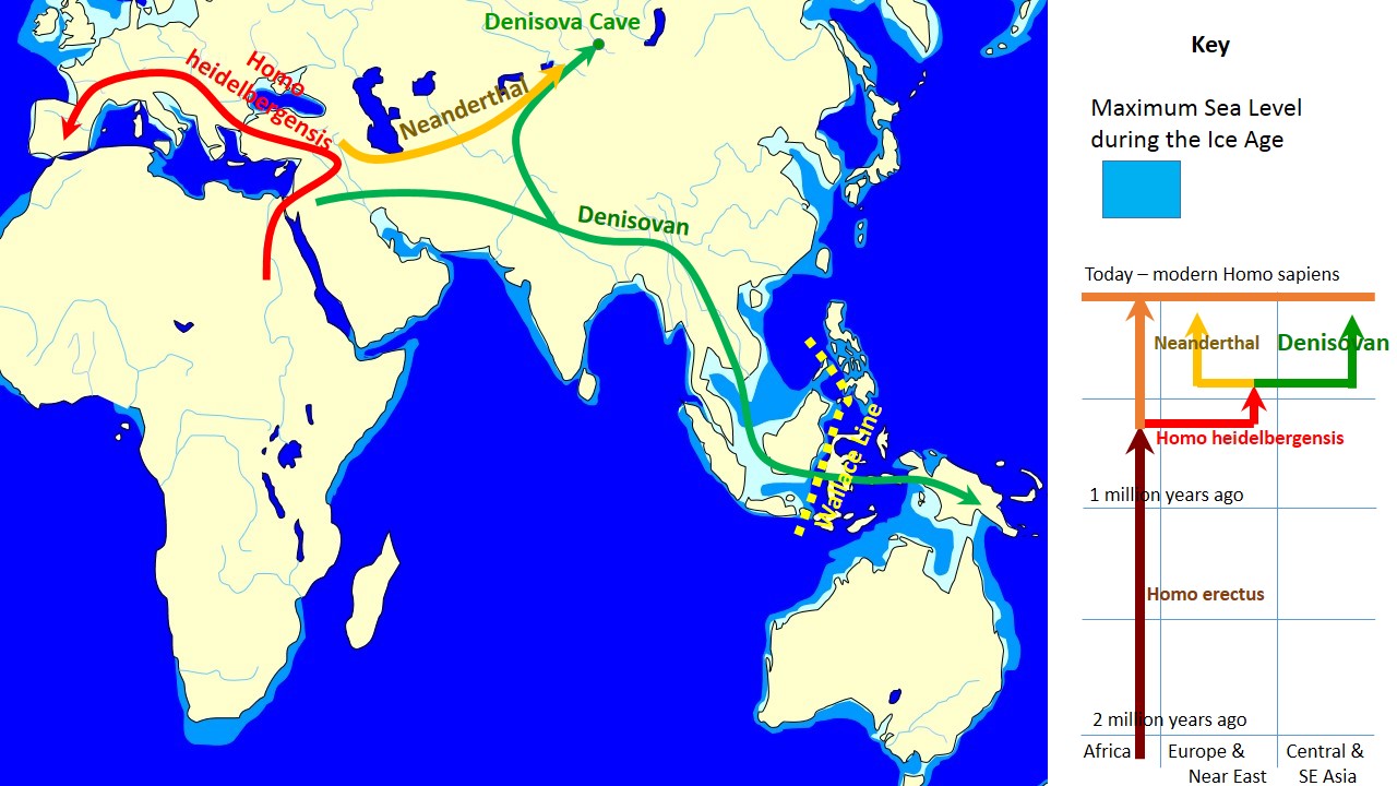 Spread and evolution of Denisovans Is Mental Illness Due To A Genetic Mutation? Scientists Think Extinct Ancestors May Be To Blame.