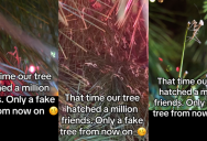 Her Christmas Tree Was Infested With Praying Mantis Insects, But People Don’t Think It’s A Bad Thing.