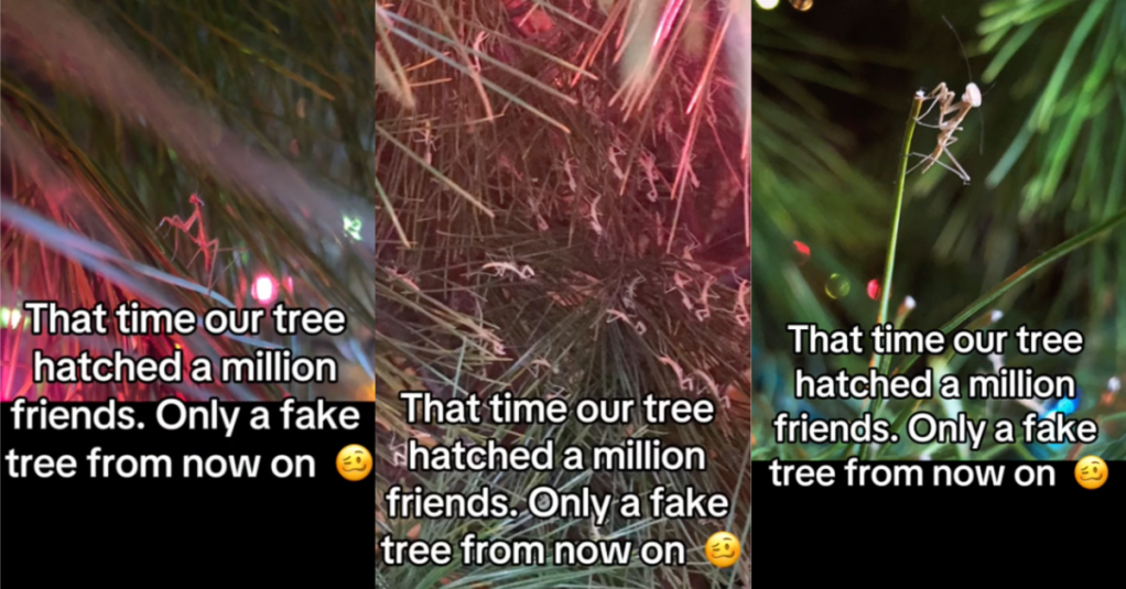 Her Christmas Tree Was Infested With Praying Mantis Insects, But People Don't Think It's A Bad Thing.