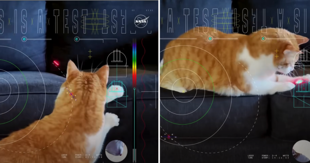 NASA Streamed This 4K Cat Video From 19 Million Miles Away To Test Long Distance Space Communication